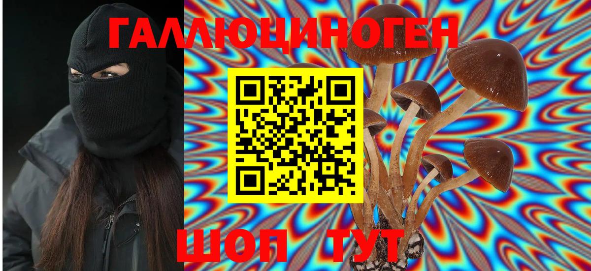 Галлюциногенные грибы Psilocybine cubensis Таганрог