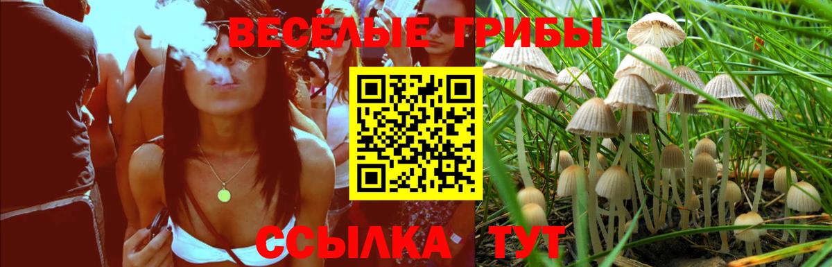 Галлюциногенные грибы Psilocybe  Вход с VPN  закладки  Галлюциногенные грибы мицелий  Таганрог 